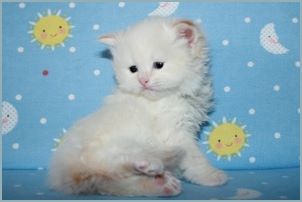 Male Siberian Kitten from Deedlebug Siberians